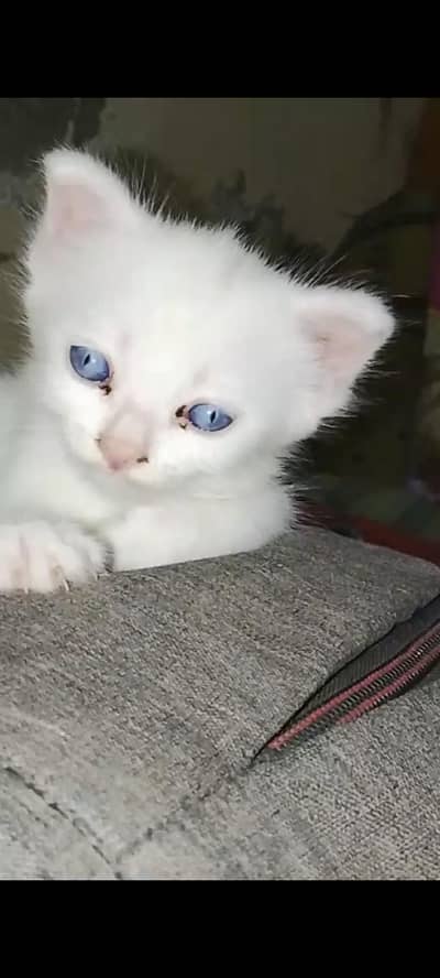 triple coated cat