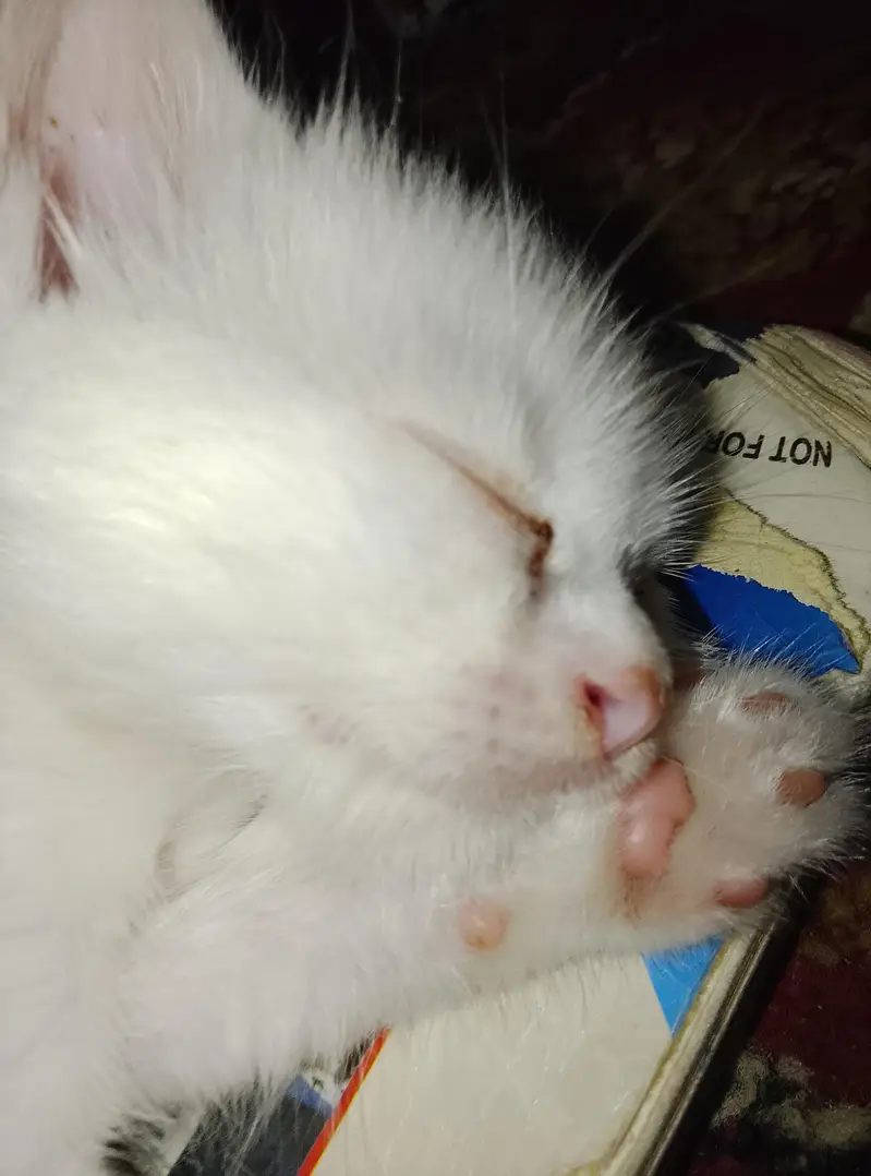 triple coated cat — photo 3