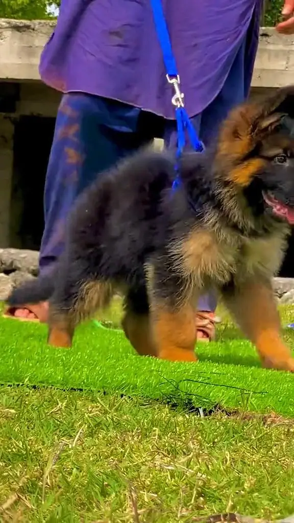 German- shepherd puppie argent for sale — photo 3