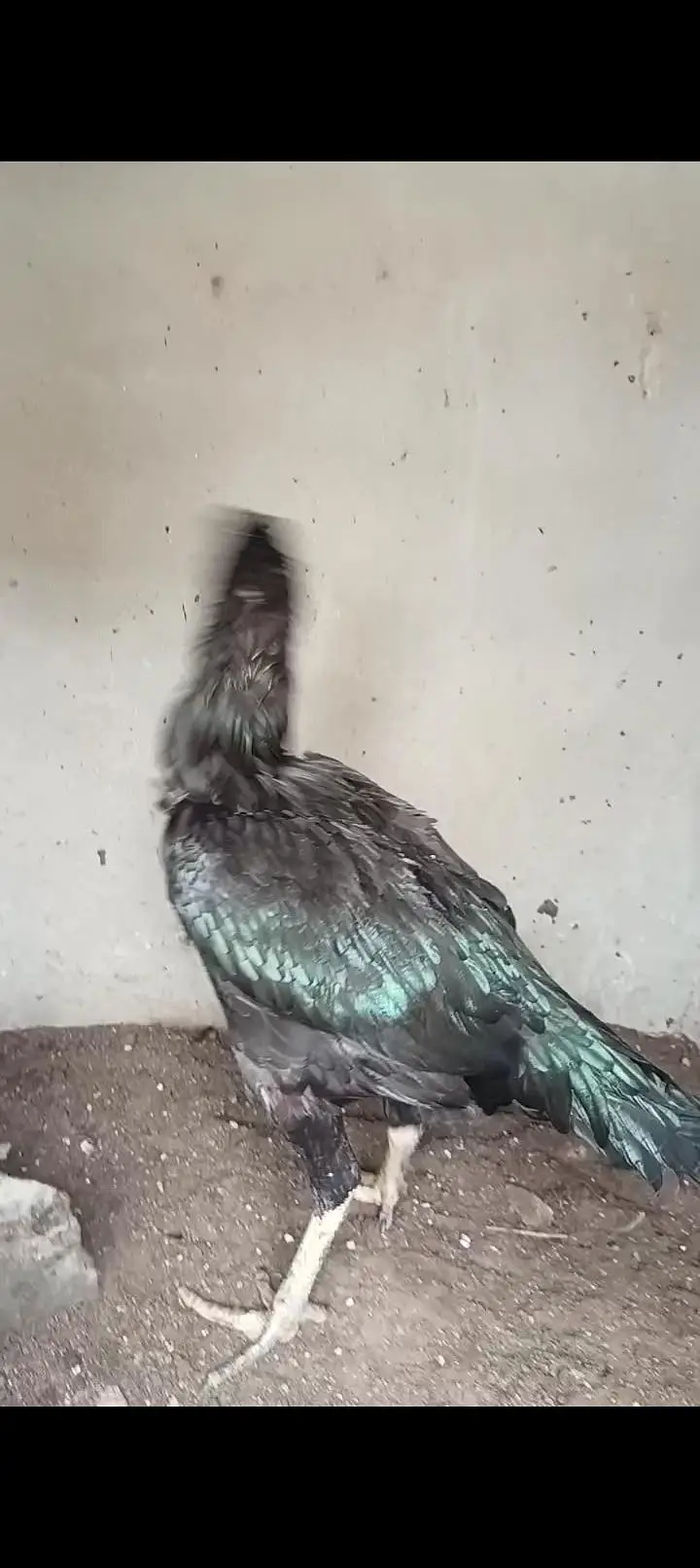 king O shamoo for sale ready for breeding urgent sale — photo 4