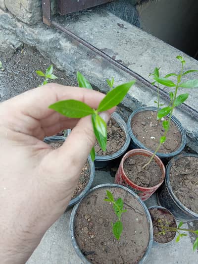 Jaman Plant
