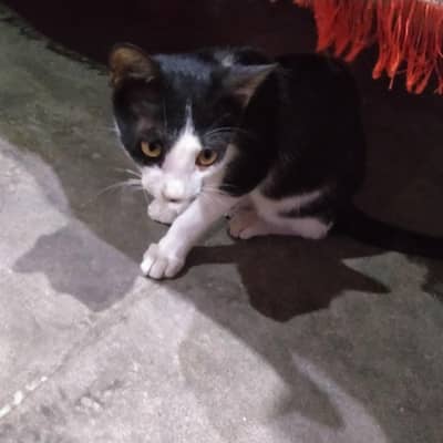 Beautiful Black and White Kitten