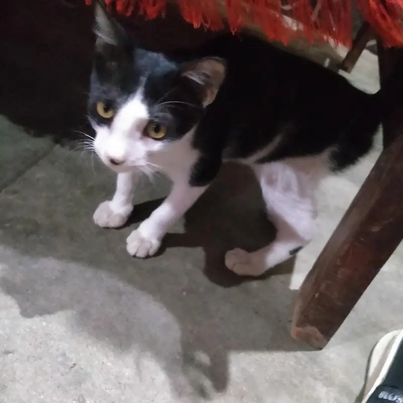 Beautiful Black and White Kitten — photo 3