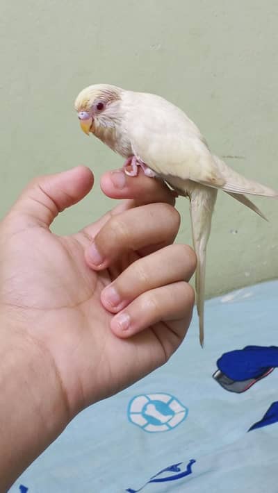 full hand tame parrot