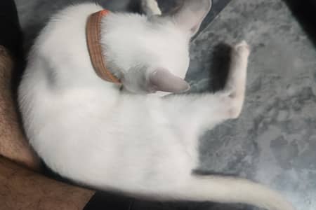 White Cat Kitten With 2 Different Eyes For Sale