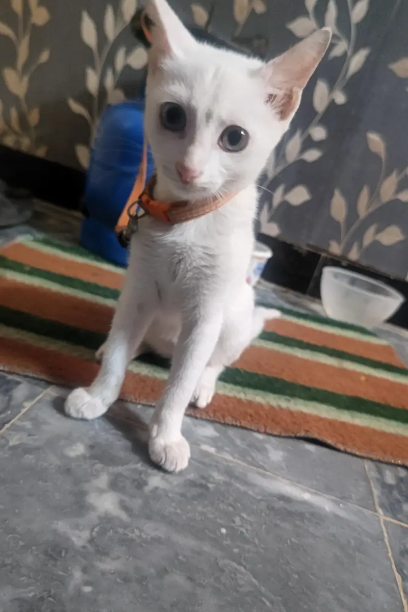 White Cat Kitten With 2 Different Eyes For Sale — photo 2