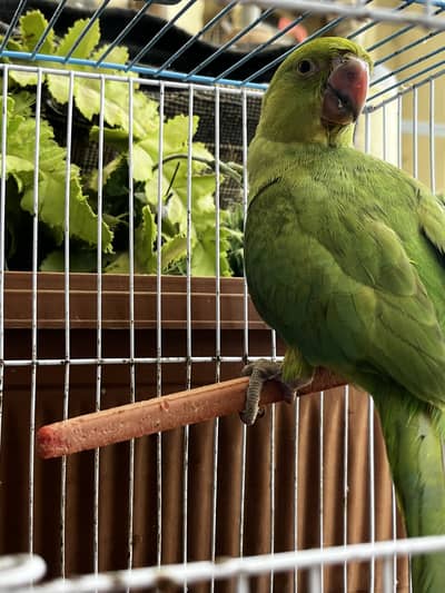 Green ringneck