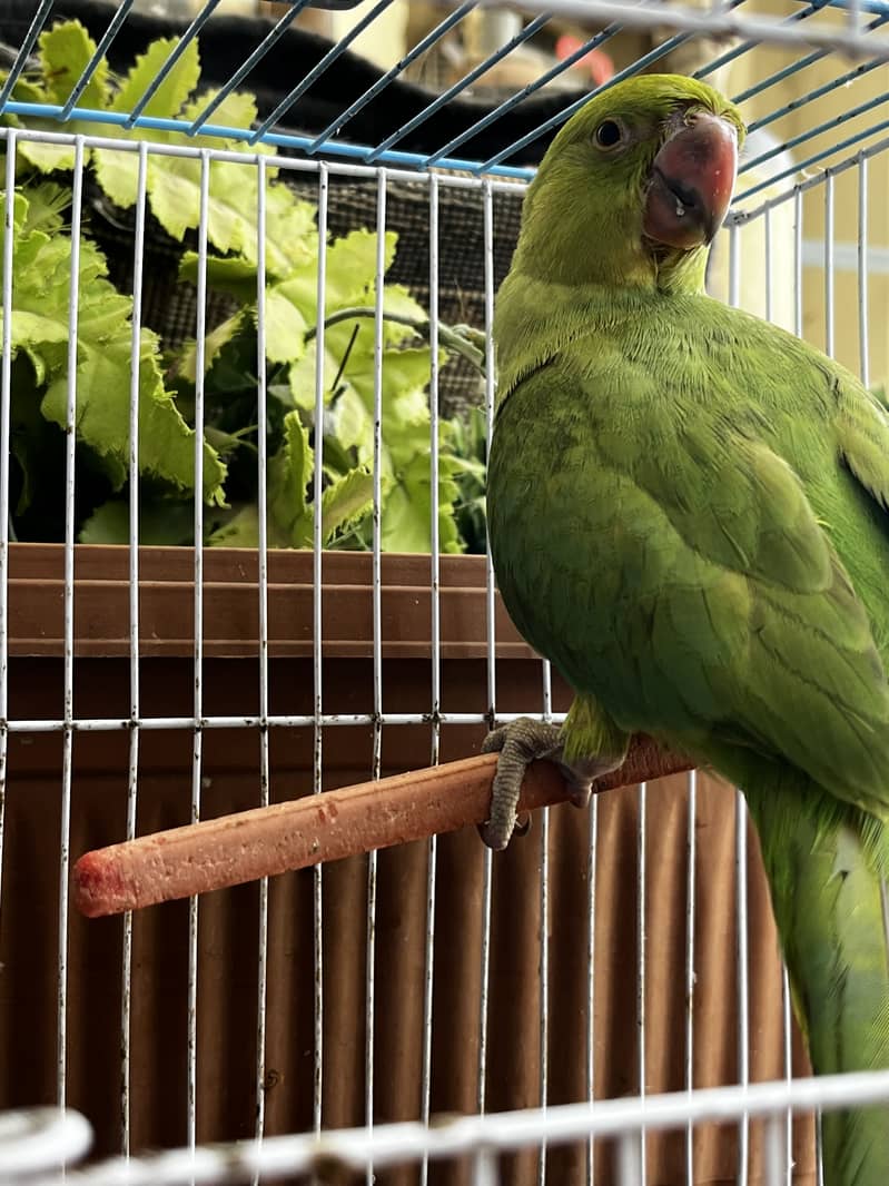 Green ringneck 0