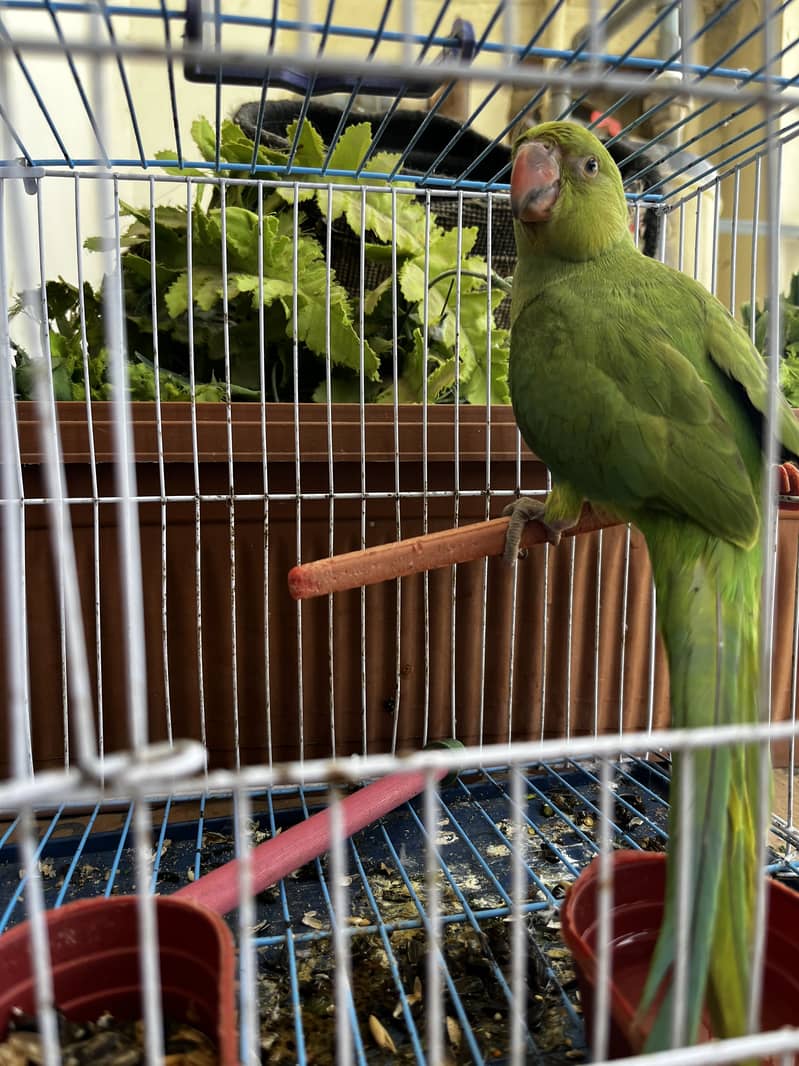 Green ringneck 1