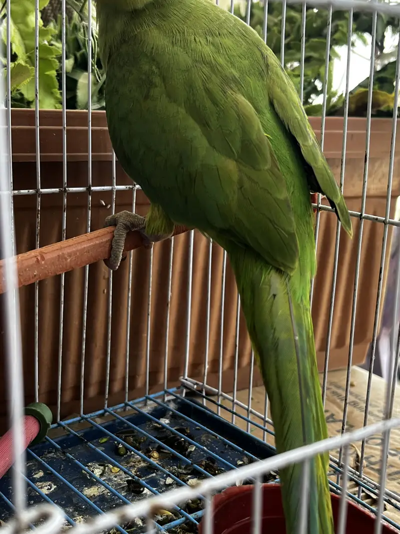 Green ringneck — photo 3
