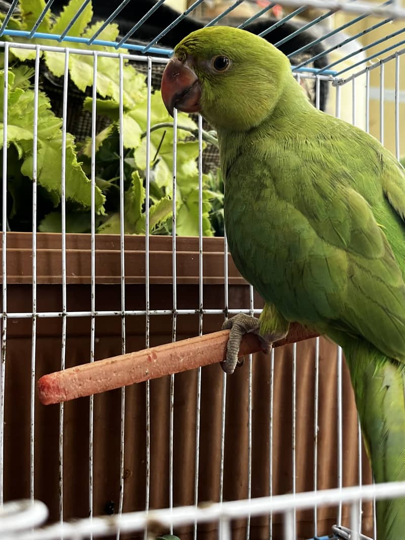 Green ringneck 3
