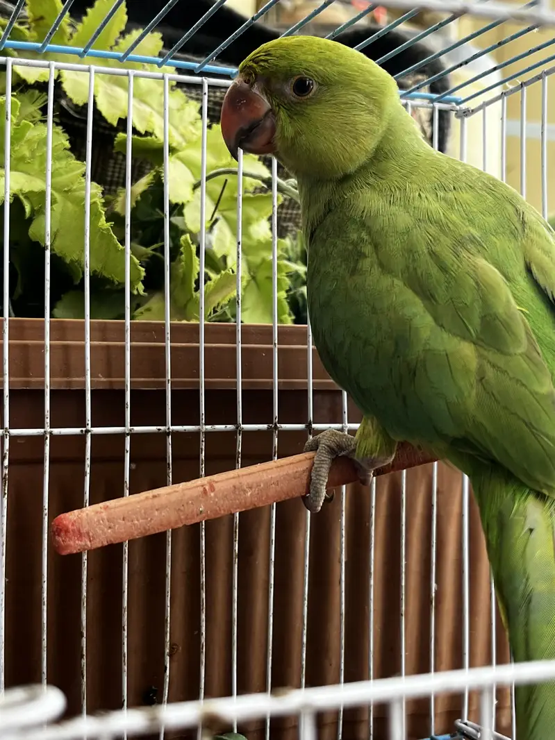 Green ringneck — photo 4