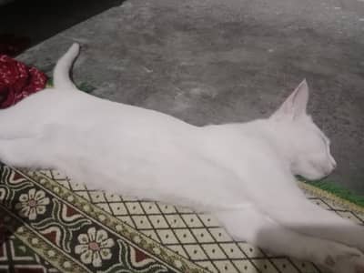 6 month 25 days color White