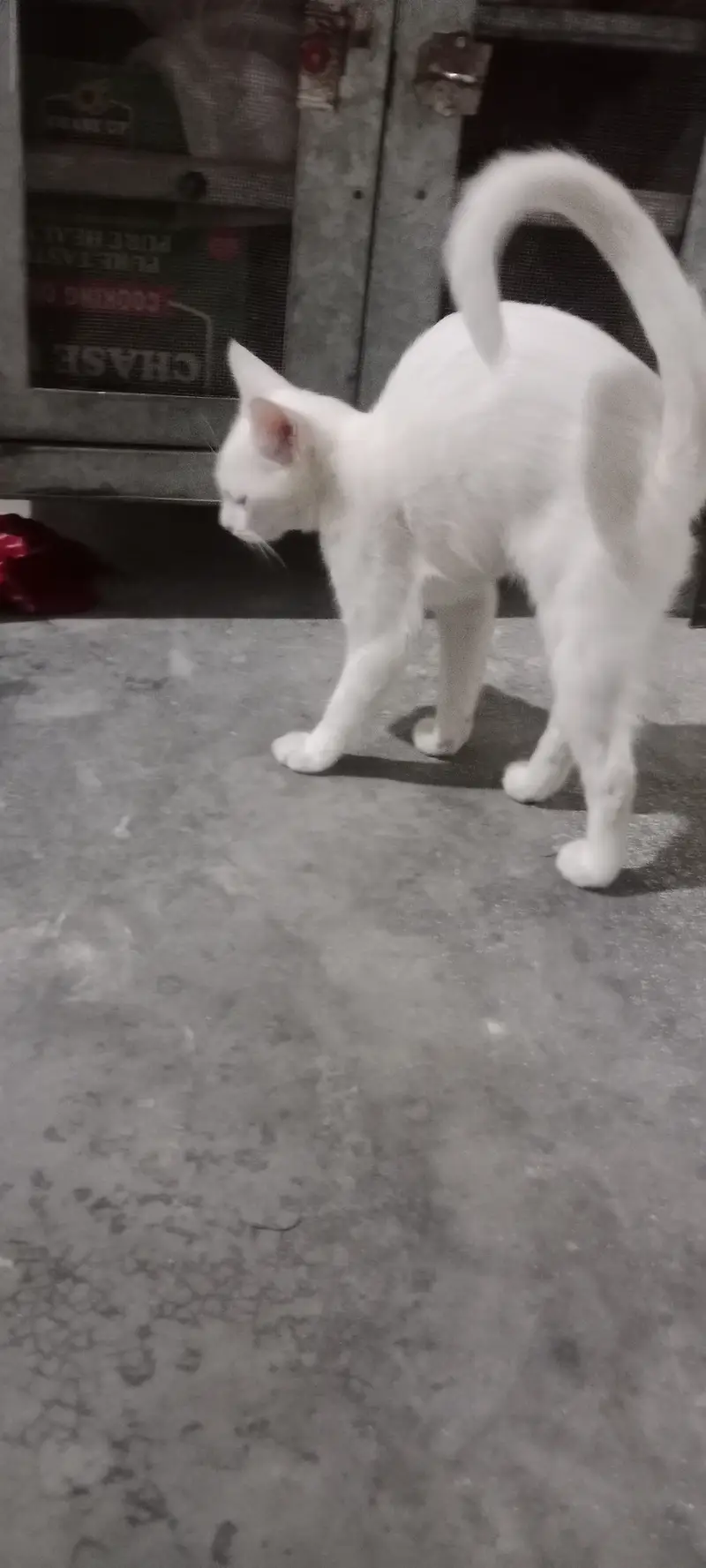 6 month 25 days color White — photo 2