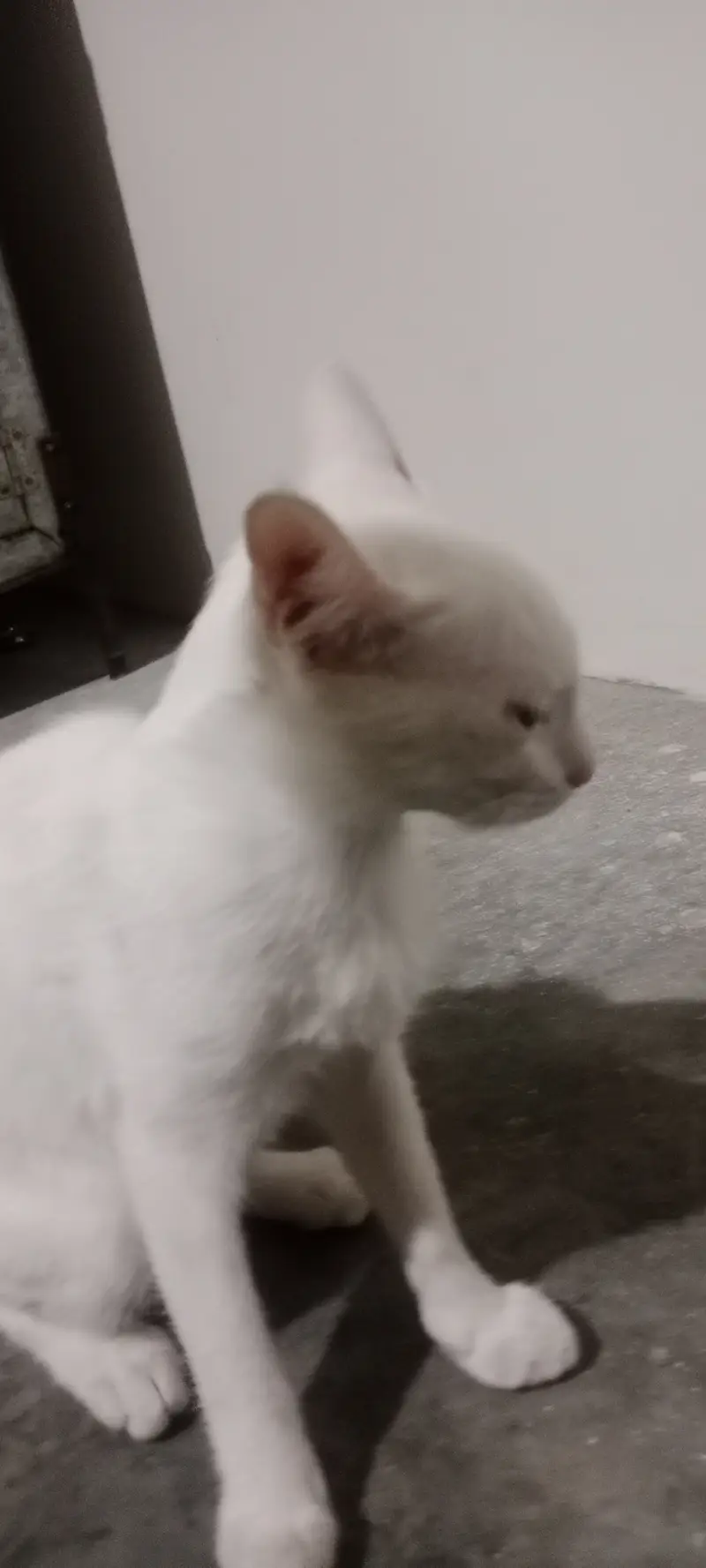6 month 25 days color White — photo 5