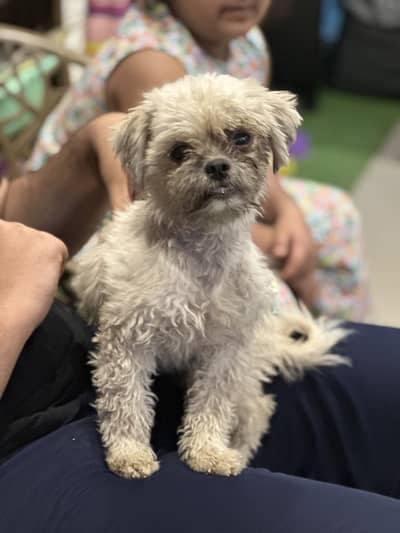 Teddy Poodle