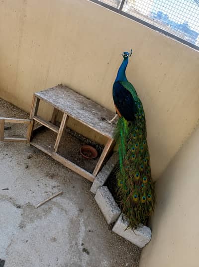 Peacock for Sale | Beautiful Male Peacock | Peacock