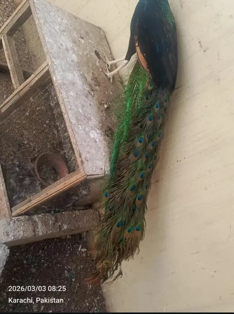 Peacock for Sale | Beautiful Male Peacock | Peacock chicks — photo 4