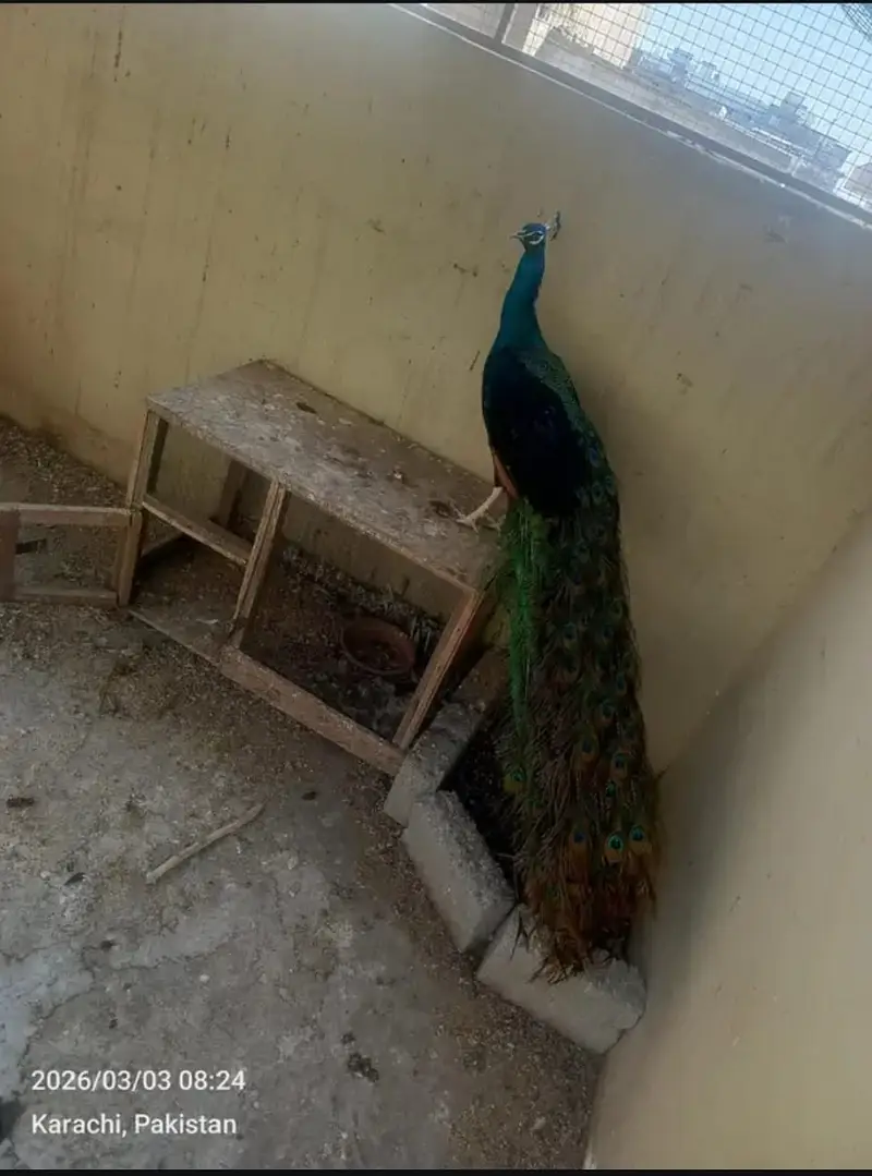 Peacock for Sale | Beautiful Male Peacock | Peacock chicks — photo 5