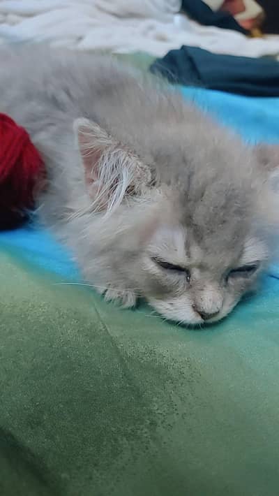 3 months old grey cat