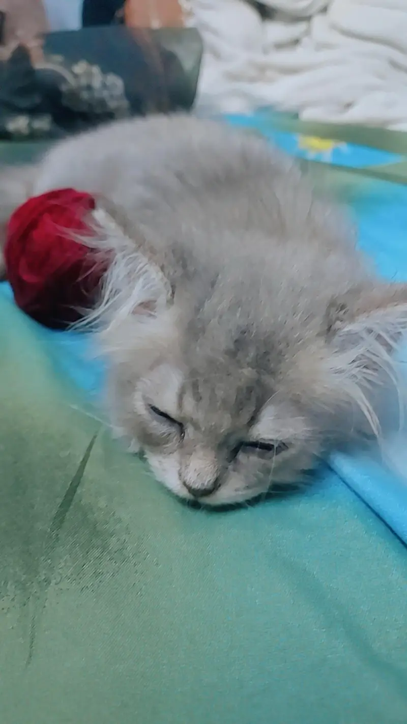 3 months old grey cat — photo 2