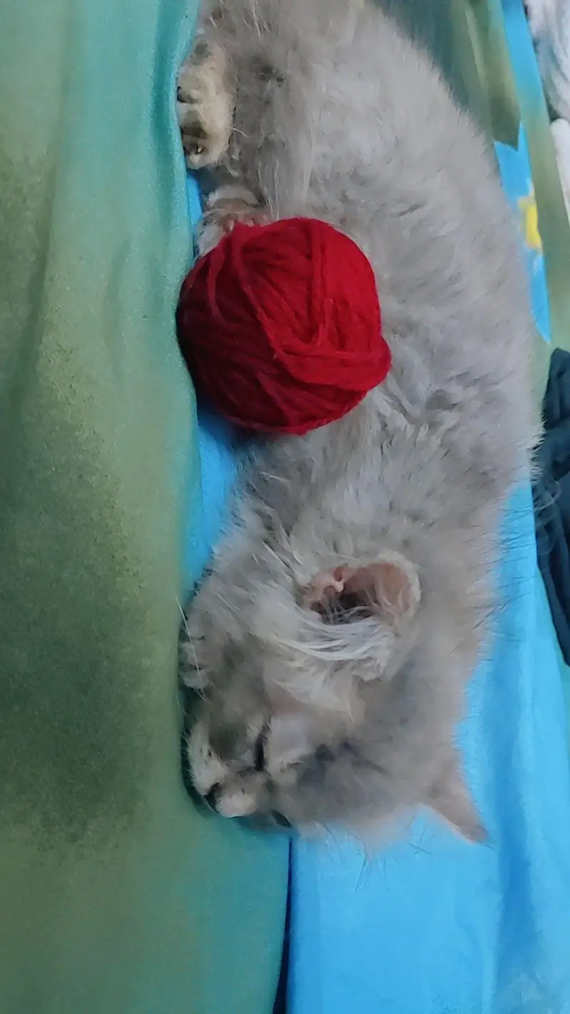 3 months old grey cat — photo 3
