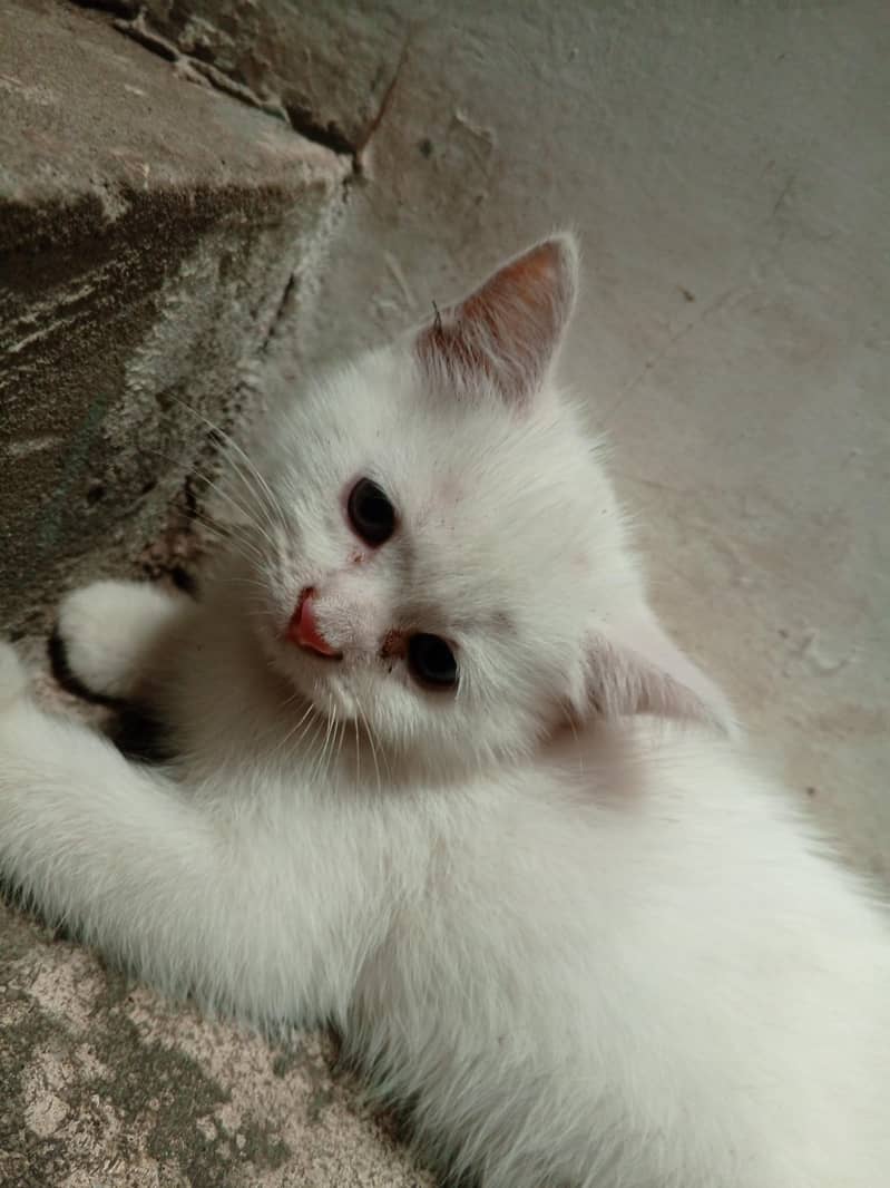 kitten 0