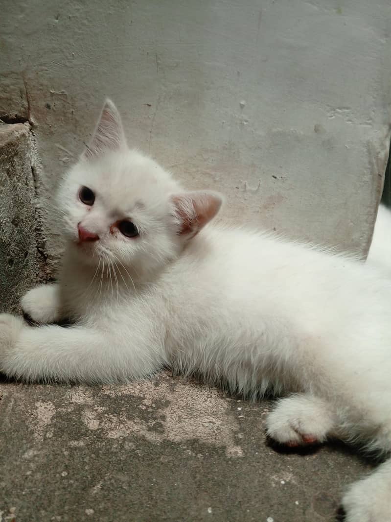 kitten 1