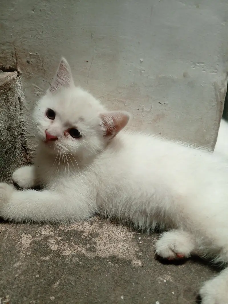 kitten — photo 2