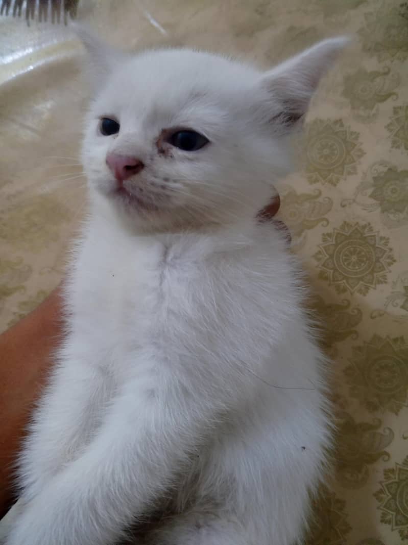 kitten 2