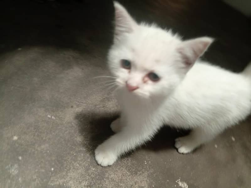 kitten 3