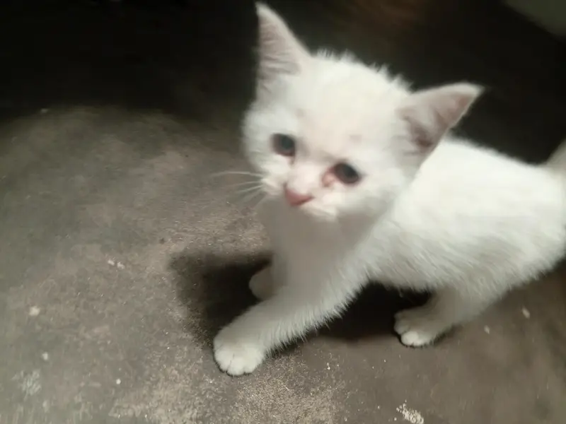 kitten — photo 4