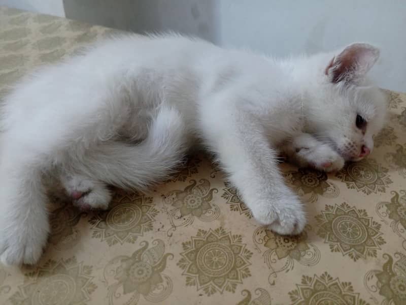 kitten 4