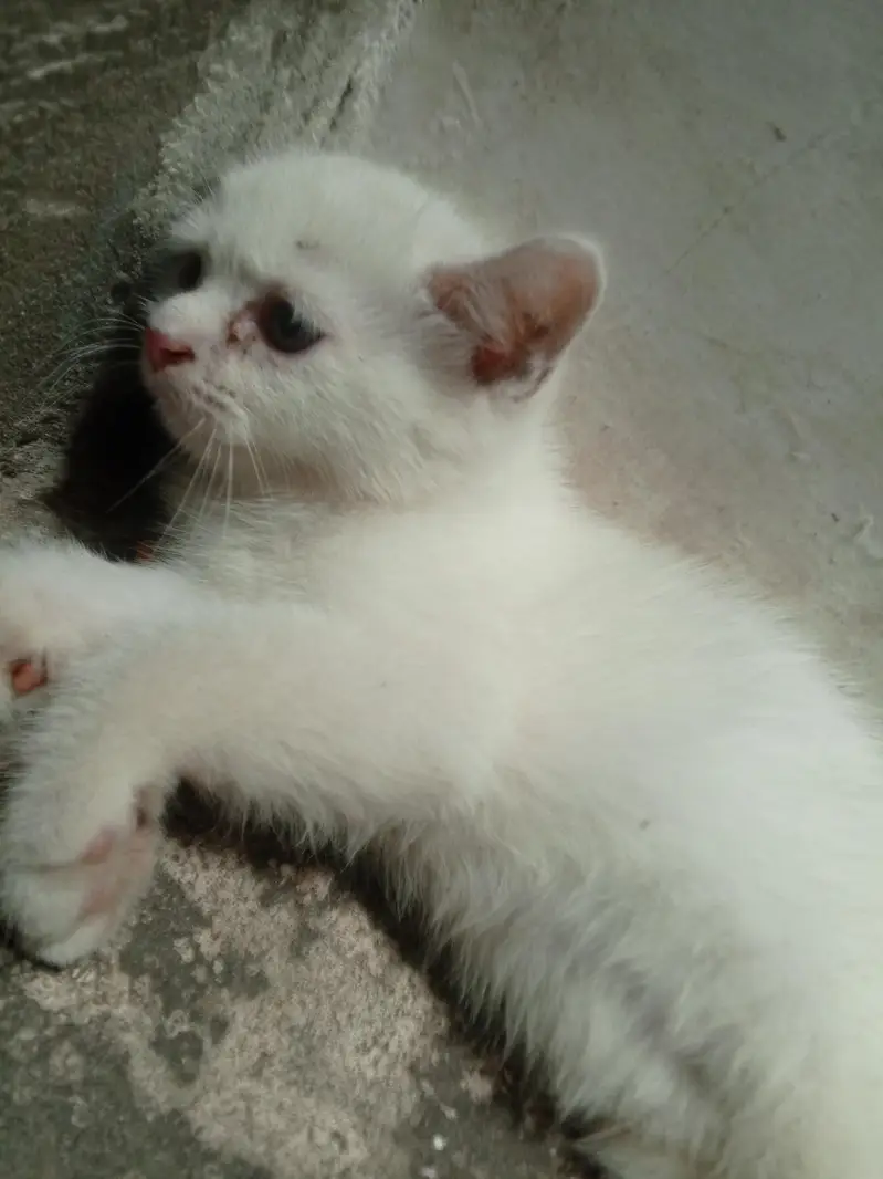 kitten — photo 6