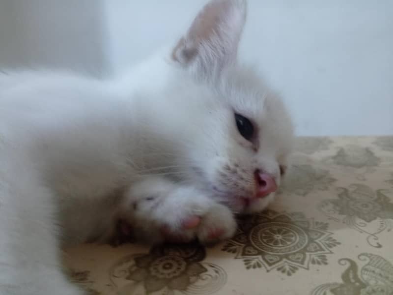 kitten 6