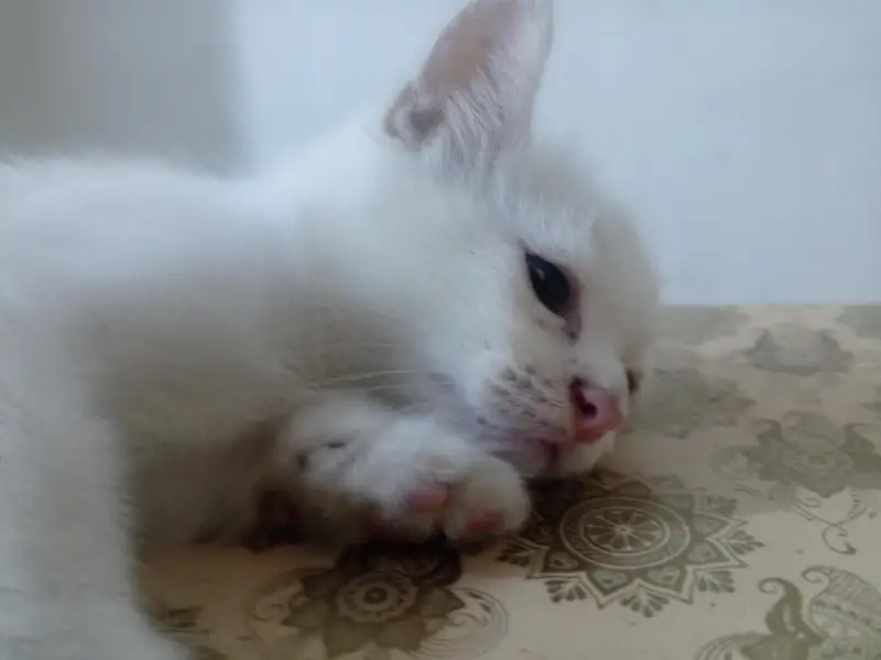 kitten — photo 7