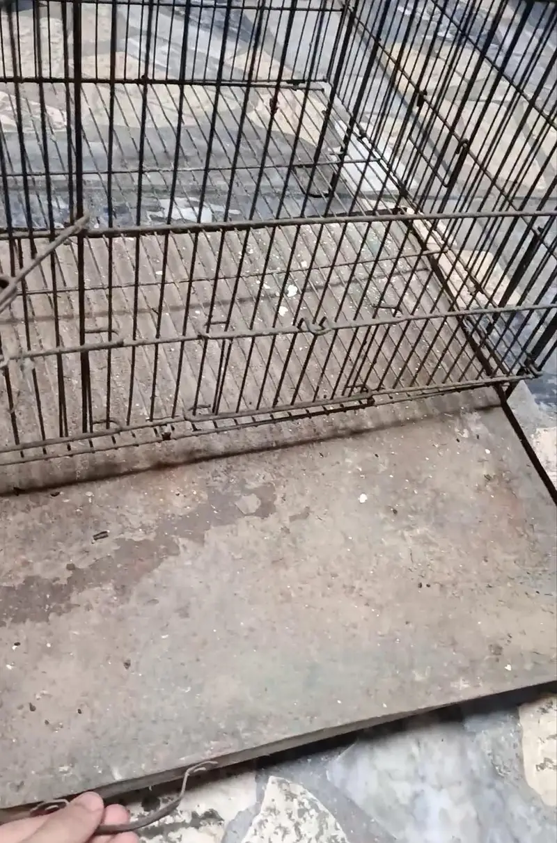 Cage for birds — photo 2