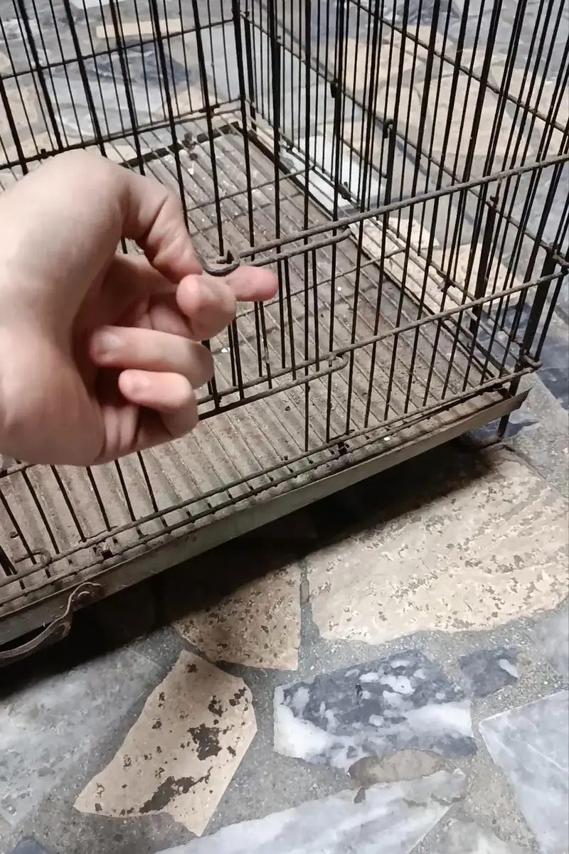 Cage for birds — photo 3