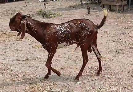 4 Khobsorat donday bakray
