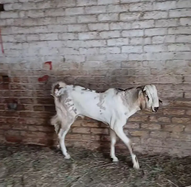 4 Khobsorat donday bakray — photo 2