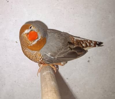 Zebra Finches