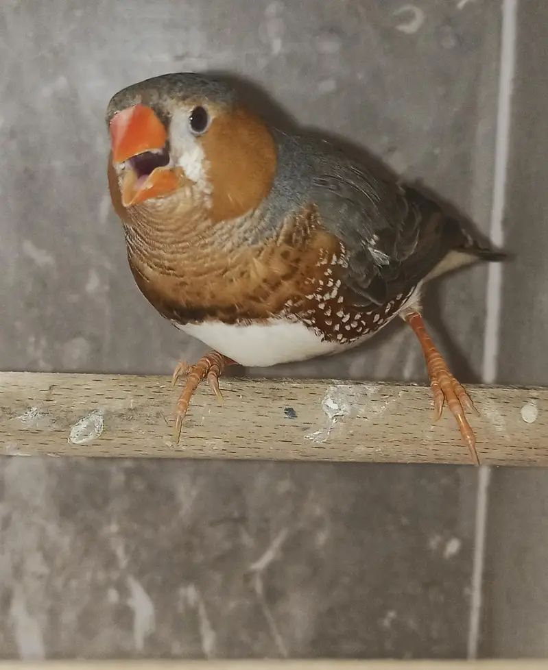 Zebra Finches — photo 2