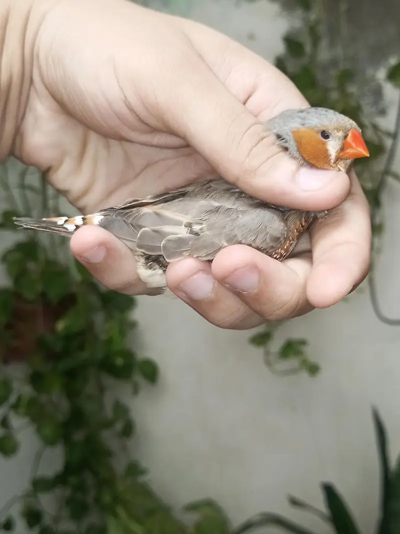 Zebra Finches — photo 3
