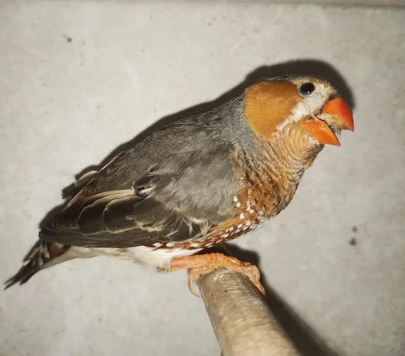 Zebra Finches — photo 4