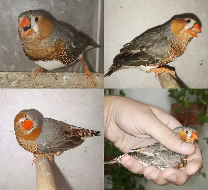 Zebra Finches — photo 5