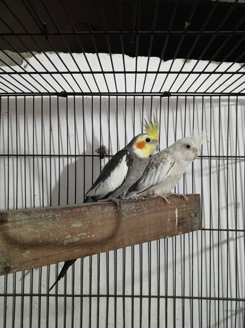 cocktail pair 0