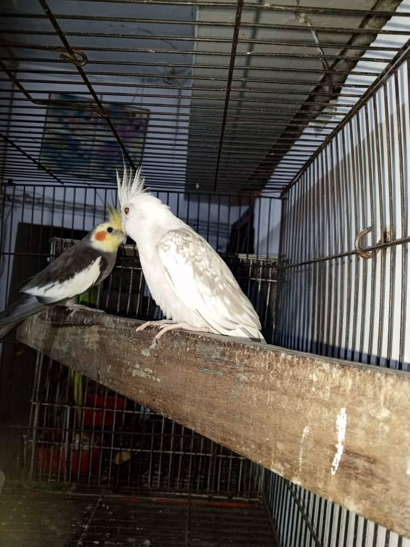 cocktail pair 1