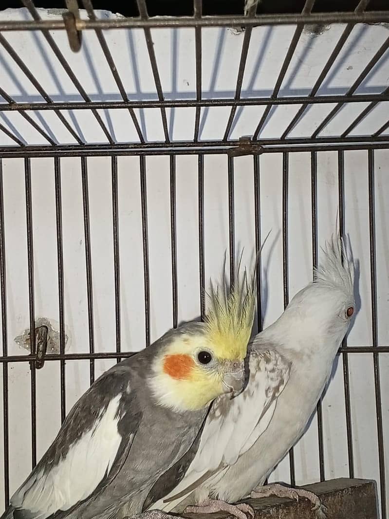 cocktail pair 3