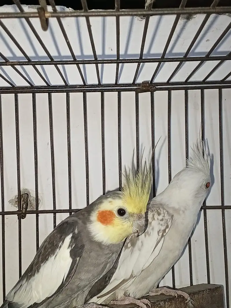 cocktail pair — photo 4