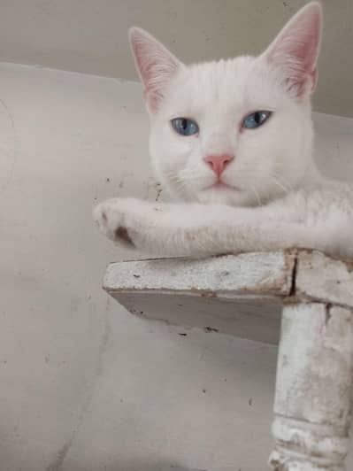 female cat